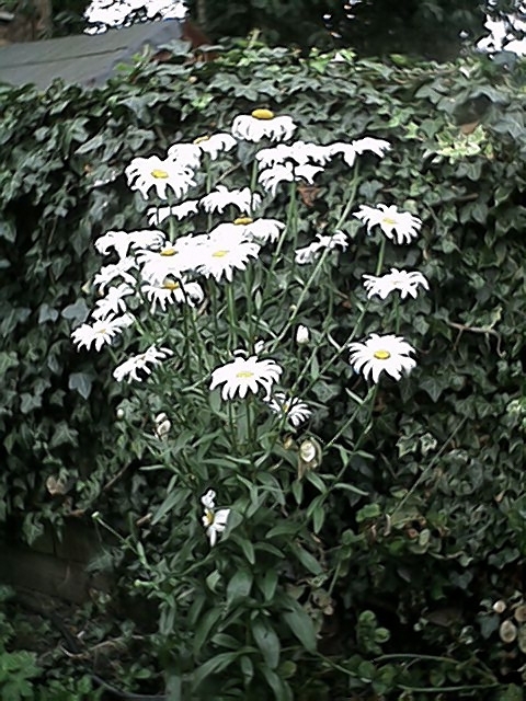 Shasta Daisies (26 July)